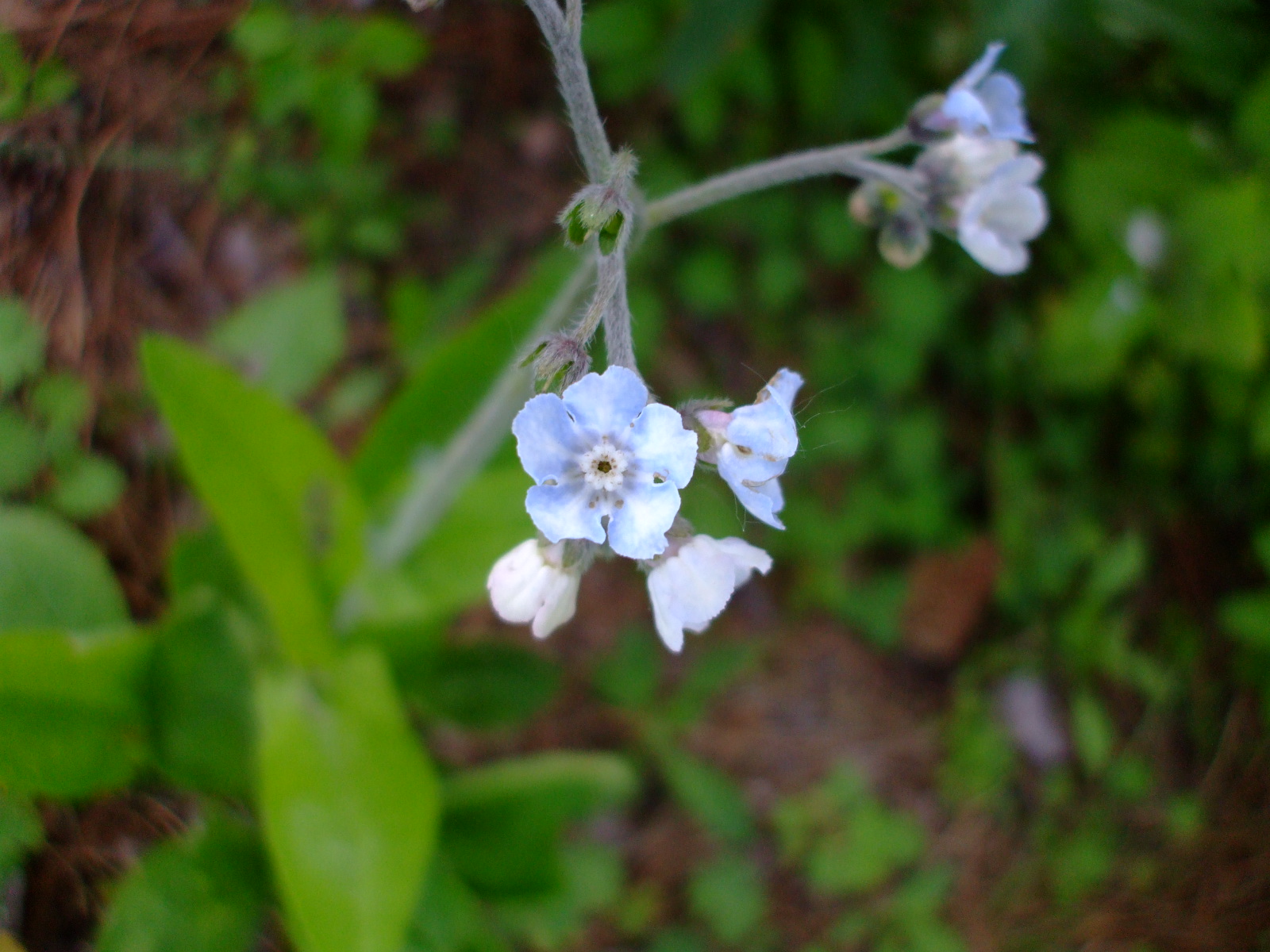 Cynoglossum virginianum